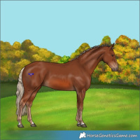 Horse Color:Chestnut 