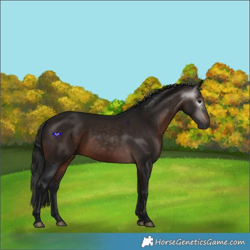 Horse Color:Gray Bay 