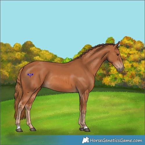 Horse Color:Chestnut Rabicano 