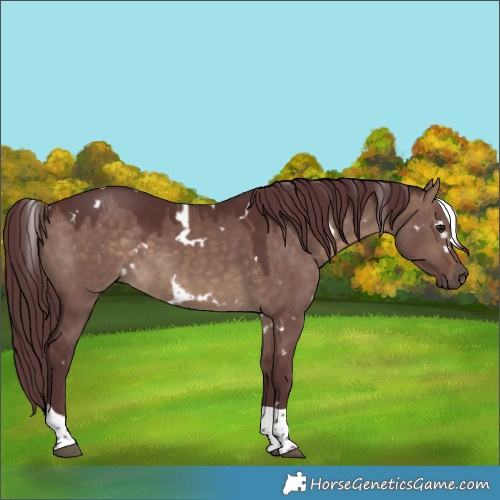 Horse Color:White Spotted Chocolate Brown Dun Tobiano