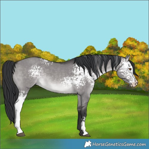 Horse Color:Platinum White Spotted Brown Dun Rabicano 