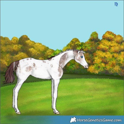 Horse Color:Chocolate Brown Dun Mushroom Sabino Splash Tobiano Brindle 