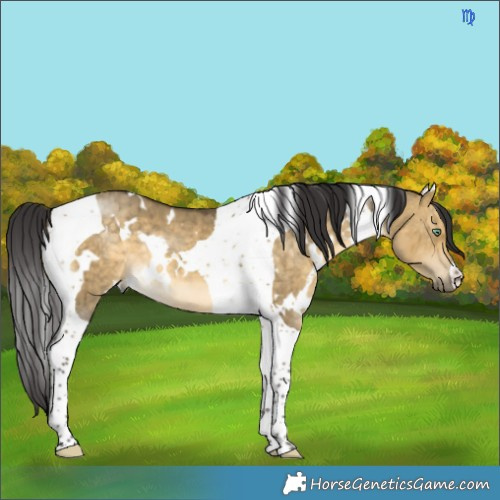 Horse Color:White Spotted Buckskin Dun Mushroom Tobiano Brindle