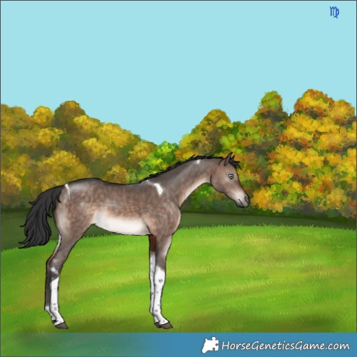 Horse Color:Brown Dun Mushroom Tobiano 