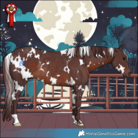 Horse Color:White Spotted Chocolate Brown Rabicano