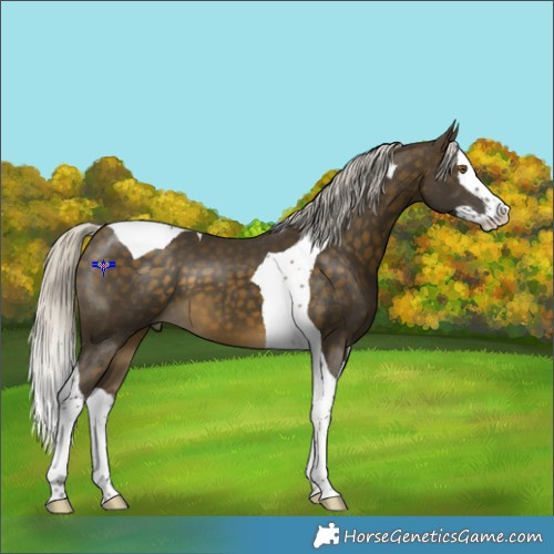 Horse Color:Silver Buckskin Splash Tobiano 