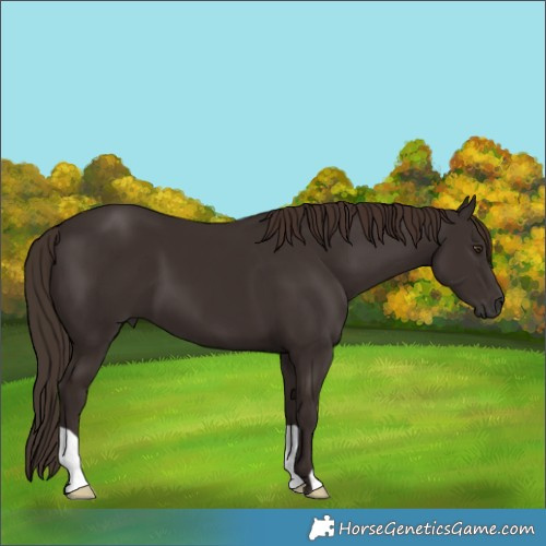 Horse Color:Liver Chestnut 