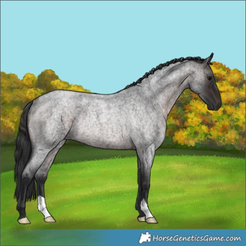 Horse Color:Brown Roan Rabicano 