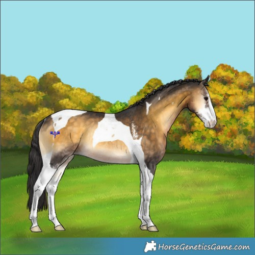Horse Color:Buckskin Onyx Sabino Tobiano Rabicano 