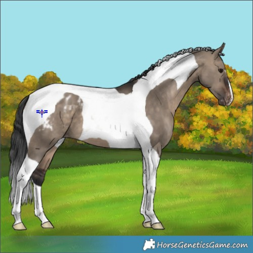 Horse Color:Brown Dun Tobiano Appaloosa 