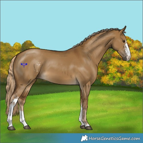 Horse Color:Chocolate Palomino Dun Sabino 