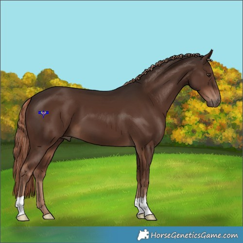 Horse Color:Liver Chestnut 