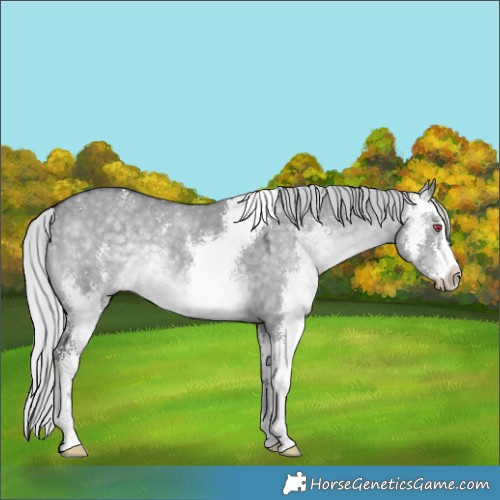Horse Color:Silver Grullo Chinchilla Sabino 
