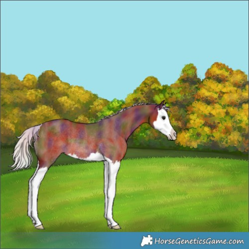 Horse Color:Nacre Chocolate Silver Bay Splash Rabicano