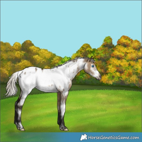 Horse Color:Gray White Spotted Silver Brown Dun Frame Appaloosa 