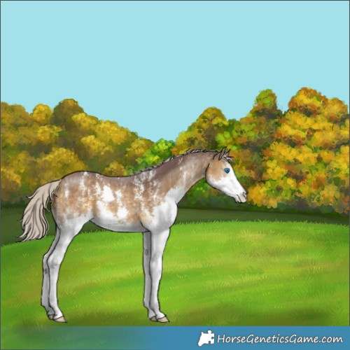 Horse Color:Chocolate Silver Buckskin Sabino Splash 