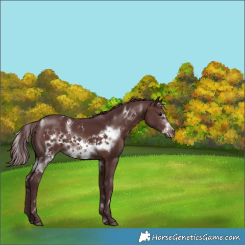 Horse Color:White Spotted Chocolate Brown Frame