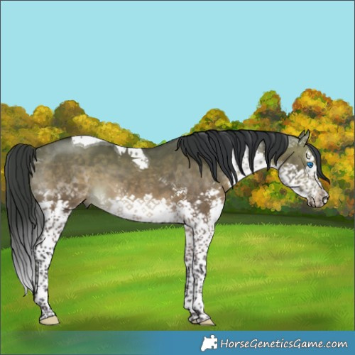Horse Color:Brown Dun Splash Tobiano 