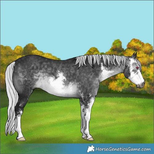 Horse Color:Gray Silver Brown Chinchilla Sabino