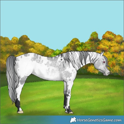 Horse Color:White Spotted Brown Chinchilla Dun Appaloosa 
