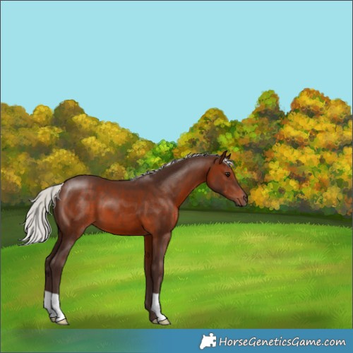 Horse Color:Silver Brown 
