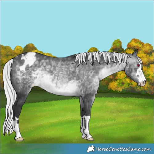 Horse Color:Silver Brown Chinchilla Appaloosa 
