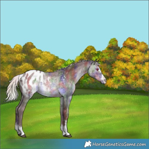 Horse Color:Nacre Chocolate Silver Brown Chinchilla Appaloosa 