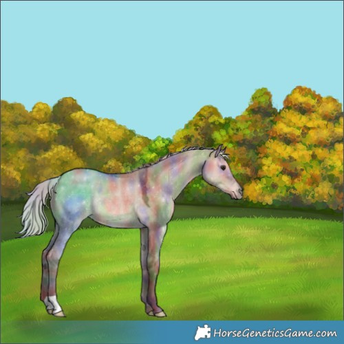 Horse Color:Nacre Silver Brown Dun Rabicano 