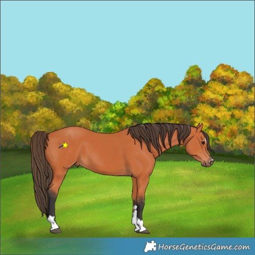 Horse Color:Bay 