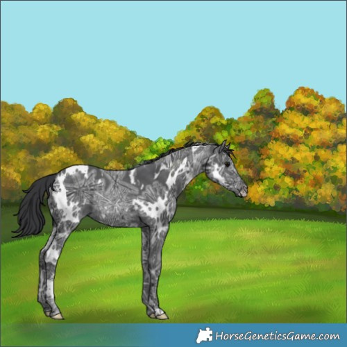 Horse Color:White Spotted Black Ice Rabicano 