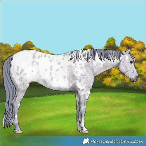 Horse Color:Gray Watercolor White Spotted Grullo Chinchilla Ice Appaloosa Rabicano Brindle 
