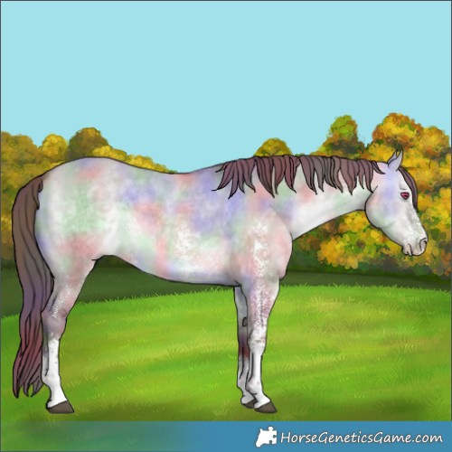 Horse Color:Nacre Chocolate Brown Chinchilla Dun Sabino