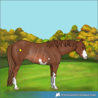 Horse Color:Chestnut Rabicano 
