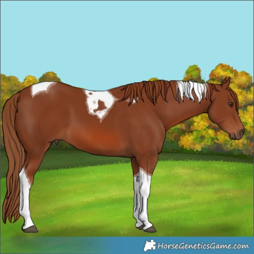 Horse Color:Chestnut Tobiano 