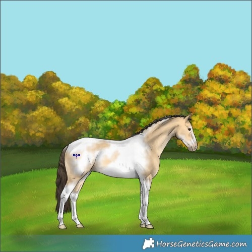 Horse Color:Buckskin Dun Sabino Tobiano Frame 