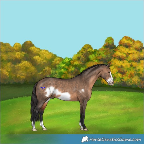 Horse Color:Brown Dun Frame 