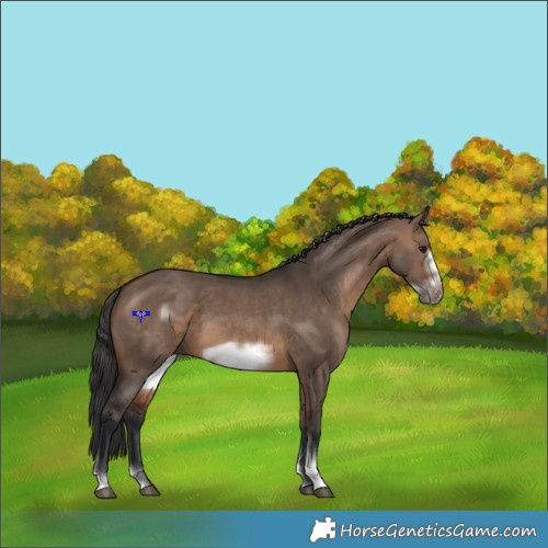 Horse Color:Brown Dun Sabino Frame 