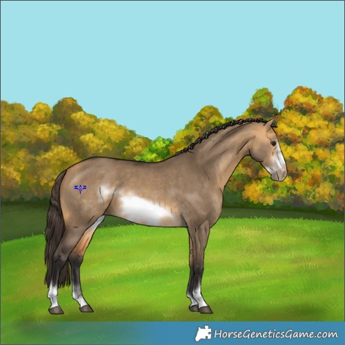 Horse Color:Buckskin Dun Sabino Frame 