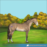 Horse Color:Buckskin Dun Sabino 