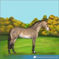 Horse Color:Buckskin Dun Frame 