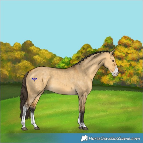 Horse Color:Buckskin Dun Sabino 