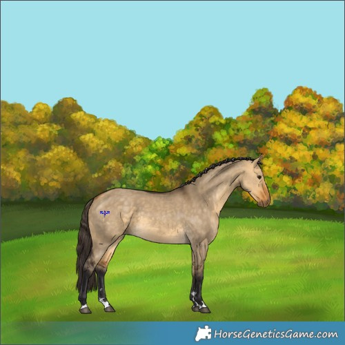 Horse Color:Buckskin Dun 