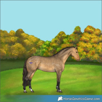 Horse Color:Buckskin Dun