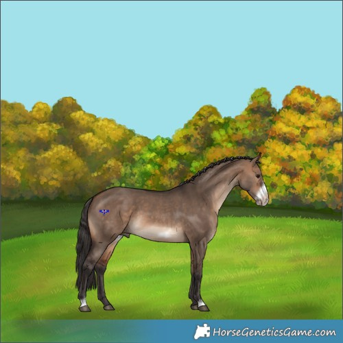Horse Color:Bay Dun Frame 