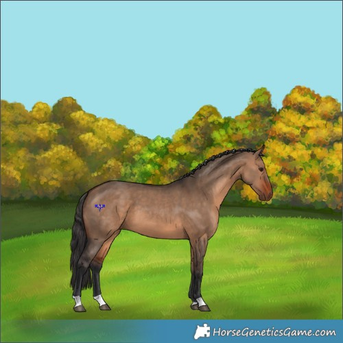 Horse Color:Bay Dun 