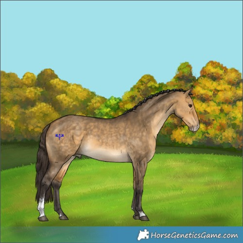 Horse Color:Buckskin Dun Sabino 