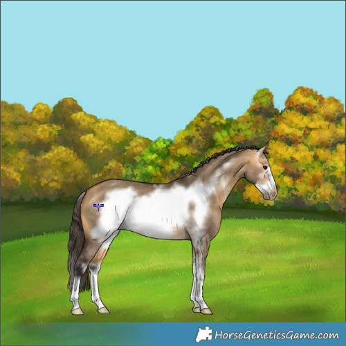 Horse Color:Buckskin Dun Sabino Frame 