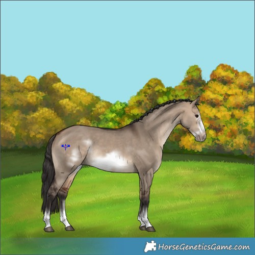 Horse Color:Bay Dun Sabino Frame 