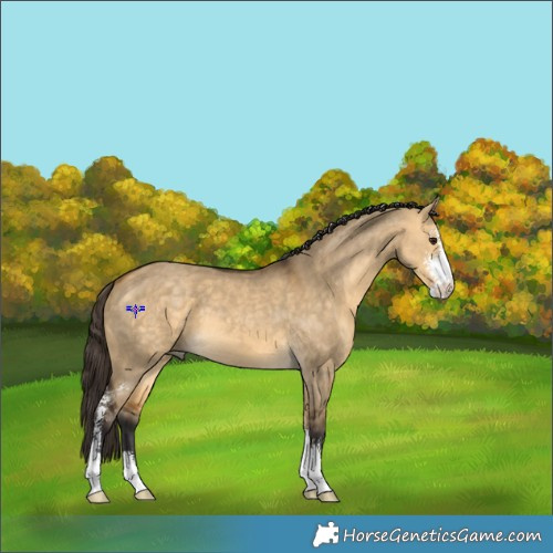 Horse Color:Buckskin Dun Sabino 