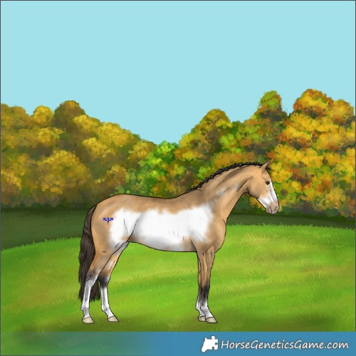 Horse Color:Buckskin Dun Sabino Frame 